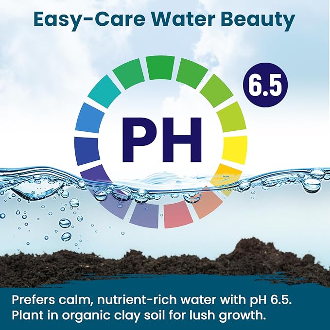 Lotus Seeds for Planting in Water | 60 PCS Mixed Color Bowl Lotus Seeds for Indoor Bonsai, Outdoor Ponds & Garden | Non-GMO Water Lily Aquatic Plant Seeds