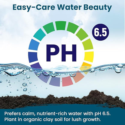 Lotus Seeds for Planting in Water | 60 PCS Mixed Color Bowl Lotus Seeds for Indoor Bonsai, Outdoor Ponds & Garden | Non-GMO Water Lily Aquatic Plant Seeds