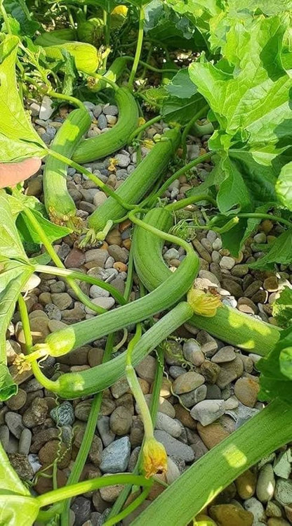 20+ Vietnamese Hybrid Smooth Luffa; Hạt giống mướp hương xanh lai F1; Mướp hương nụ 5 lá giống mướp sai quả Gourd Seeds - Dok - Hybrid