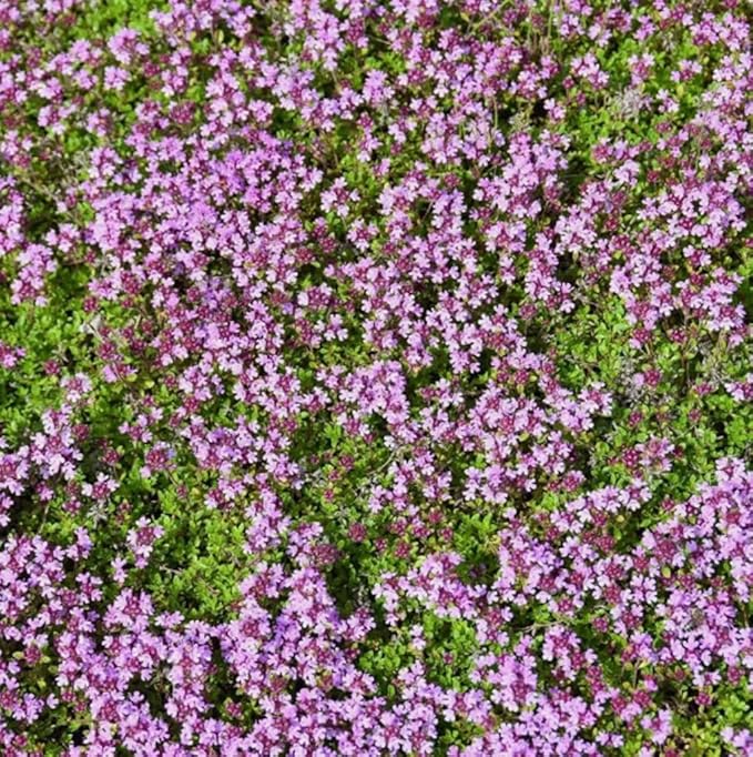 200PCS Lemon Thyme Seeds Thymus Pulegioides Ground Cover Seeds Heirloom