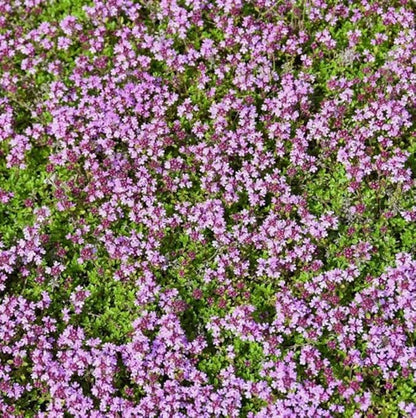 200PCS Lemon Thyme Seeds Thymus Pulegioides Ground Cover Seeds Heirloom