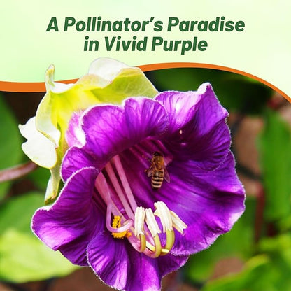 Outsidepride Violet Cobea Cup and Saucer Vine Seeds - 200 Pcs Perennial Climbing Vine Flower Seeds with Lush Foliage & Large Flowers That Attract Pollinators, for Fences, Trellises, or Walls