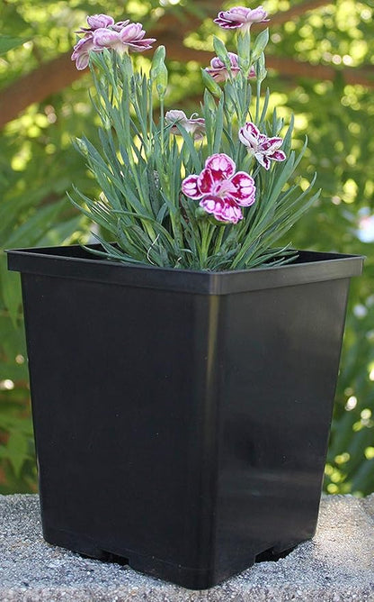 1/2 Gallon Square Nursery Pots 48PCS Black Thick Durable Plastic Flower Pots with Drainage Holes, Reusable Seedling propogation Starter Pots for Indoor Plants, Transplanting, Succulents
