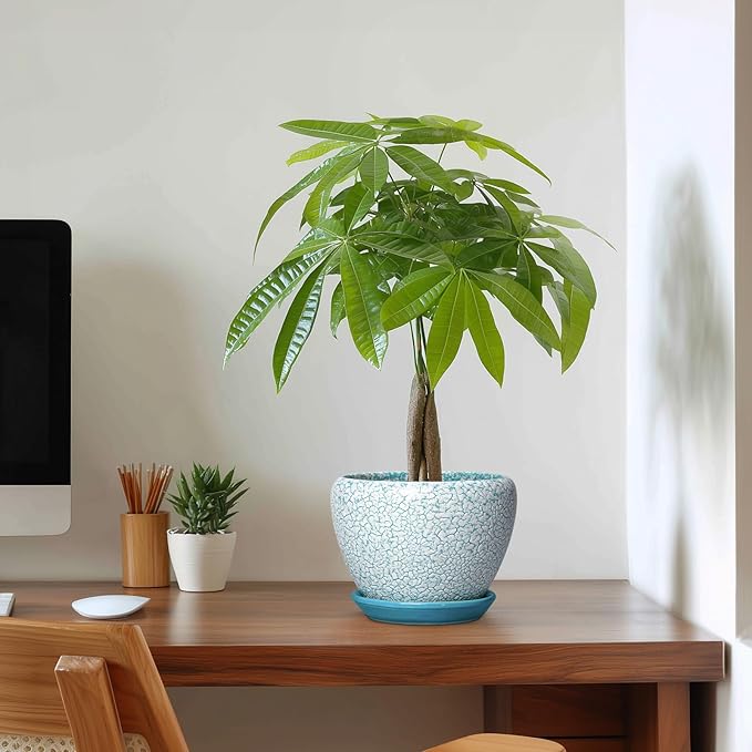 Ceramic Plant Pot - 6 Inch Indoor Planters for Succulent Plants, Round Decorative Flower Pot with Drainage Hole and Saucer, Small Plant Pots, Room Decor, Gifts for Gardeners, Crackle Blue