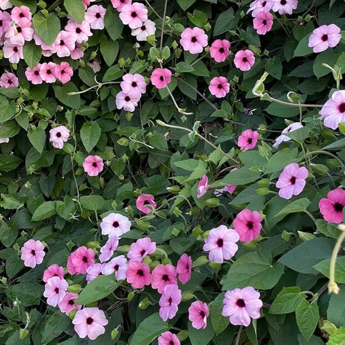 300+ Perennial Mix Thunbergia Black Eyed Susan Seeds for Planting-Non-GMO Heirloom Climbing Vine Flower Seeds for Planting