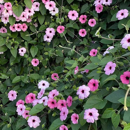 300+ Perennial Mix Thunbergia Black Eyed Susan Seeds for Planting-Non-GMO Heirloom Climbing Vine Flower Seeds for Planting