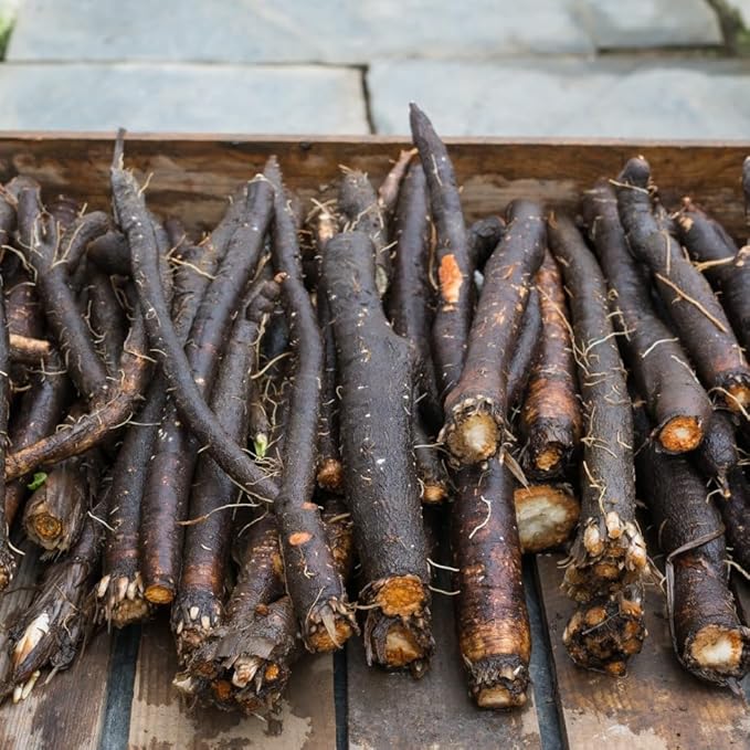 Seeds Salsify Black Root Scorzonera Heirloom Vegetable for Planting Non GMO