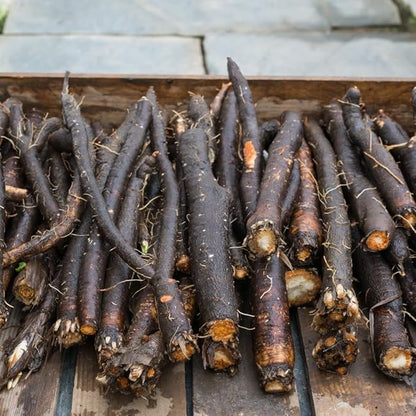 Seeds Salsify Black Root Scorzonera Heirloom Vegetable for Planting Non GMO
