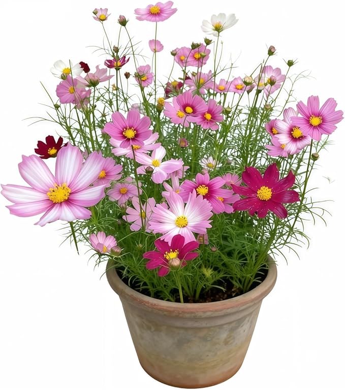 200 PCS Seeds Mixed Colors, Non-GMO Open Pollinated,Annual Flower Seeds for Garden, Pots, Landscaping, High Germination Rate