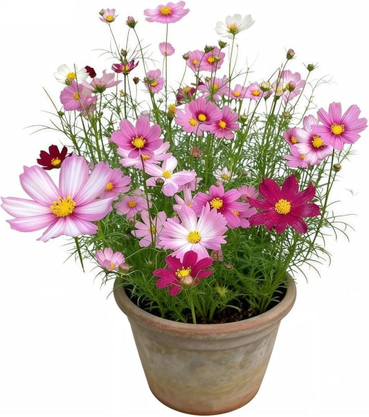 200 PCS Seeds Mixed Colors, Non-GMO Open Pollinated,Annual Flower Seeds for Garden, Pots, Landscaping, High Germination Rate