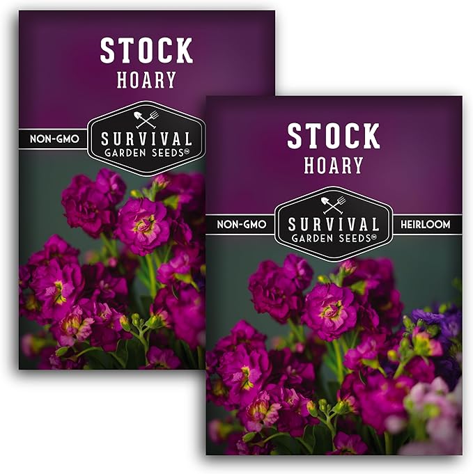 Hoary Stock Seed for Planting - 2 Packets with Instructions to Plant and Grow Vintage Harmony Stock (Matthiola incana) in Your Home Flower Garden - Non-GMO Heirloom Variety - Survival Garden Seeds