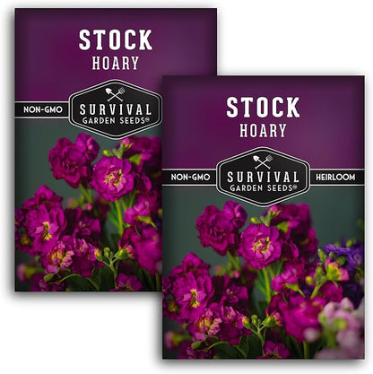 Hoary Stock Seed for Planting - 2 Packets with Instructions to Plant and Grow Vintage Harmony Stock (Matthiola incana) in Your Home Flower Garden - Non-GMO Heirloom Variety - Survival Garden Seeds