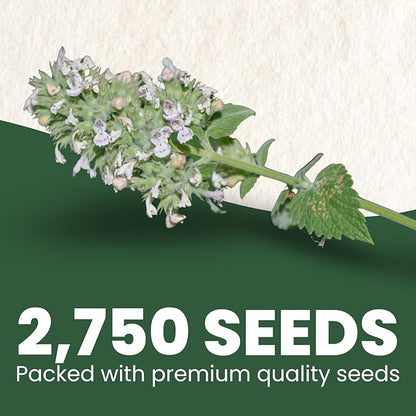 Catnip – 2,750 Premium Seeds for Planting – Fragrant Herb for Pets & Pollinators – 2026 Season – 2 Gram Pouch