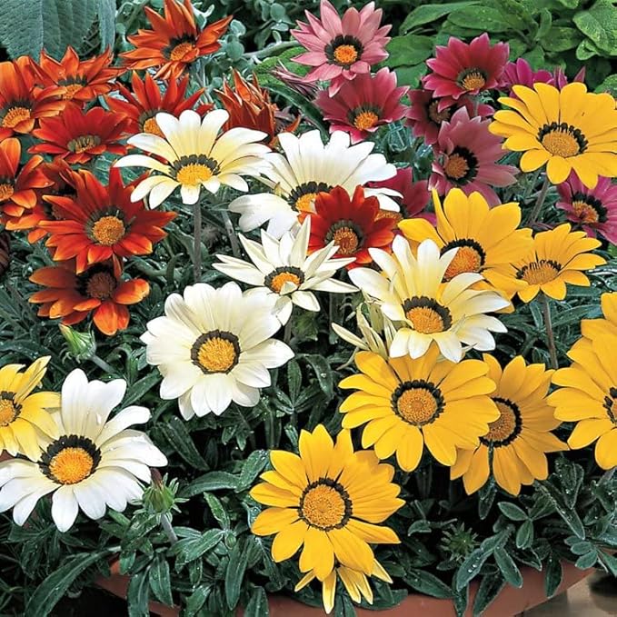 Seeds Treasure Flower Mix African Daisy Gazania Perennial Flowers