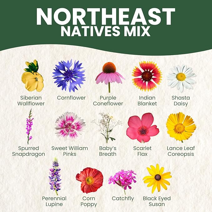 Northeast Natives Mix – 67,000 Seeds for Planting – 2026 Season – 4 Ounce Pouch