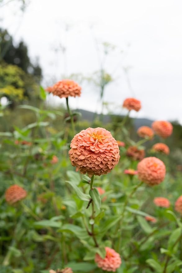 Plant Good Seed Organic Oklahoma Salmon Zinnia Seeds for Planting: Medium Double/Semidouble Flowers, Pink Orange Blossoms - 100 Seed Packet