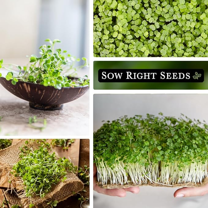 Sow Right Seeds - Bulk Arugula Microgreen Seeds for Growing - 1 Ounce, 14000 Seeds - Non-GMO Heirloom Jumbo Pack with Instructions to Grow Healthy Microgreens - Grow Loads of Arugula Microgreens…