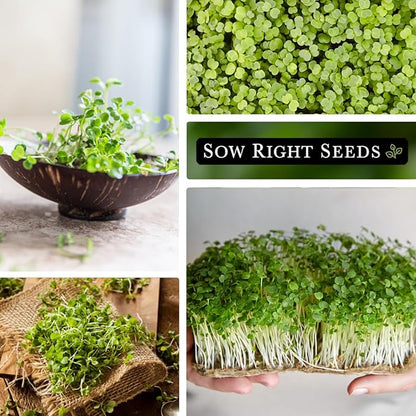 Sow Right Seeds - Bulk Arugula Microgreen Seeds for Growing - 1 Ounce, 14000 Seeds - Non-GMO Heirloom Jumbo Pack with Instructions to Grow Healthy Microgreens - Grow Loads of Arugula Microgreens…