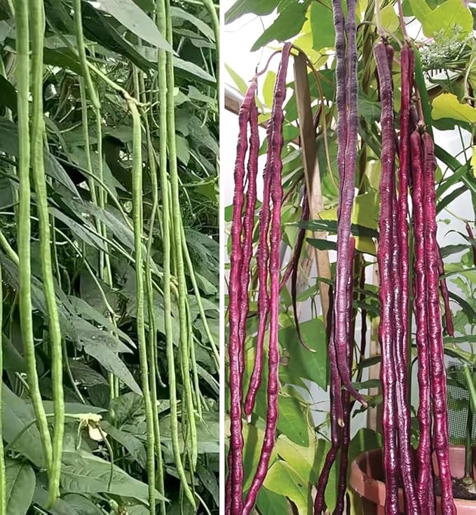 25+ Mixed Yard Long Bean Seeds Green or Purple Red Asian Chinese Long Bean Vegetable Garden Planting