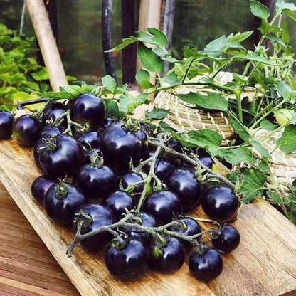 Seeds Indigo Rose Cherry Tomato/Indeterminate Type/Non GMO/Heirloom