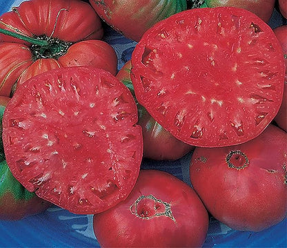 Giant Pink Belgium Tomato Seeds - Heirloom Large Tomato - One of The Largest and Most Delicious Tomatoes for Home Growing, Non GMO - Neonicotinoid-Free.