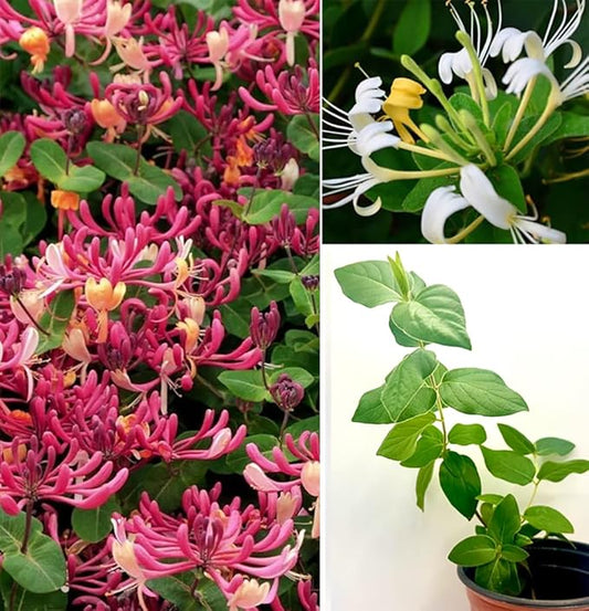 Honeysuckle Vine Seeds Native Perennial White Honeysuckle Bush Climbing Plant 100pcs