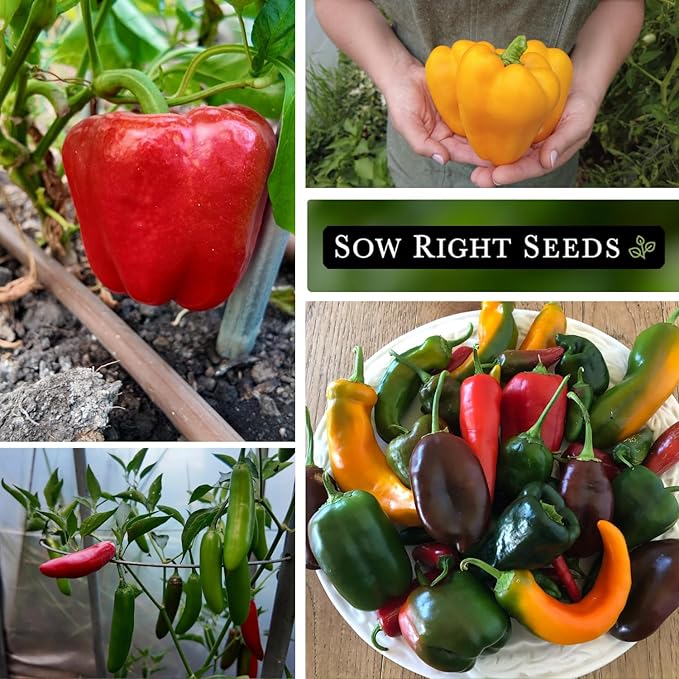 Sow Right Seeds - Hot & Sweet Pepper Seed Collection for Planting - California Wonder, Cubanelle, Marconi Red, Jalapeno, Serrano, Sunbright, Cayenne, Anaheim - Non-GMO Heirloom Peppers to Plant