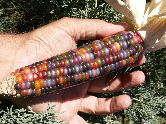 Seeds Corn Multicolor Montana Sweet Purple Yellow Red Garden Heirloom Vegetable for Planting Non GMO