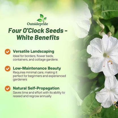 Outsidepride White Four O'clock Flower Seeds - 1 lb Perennial Fragrant, Trumpet-Shaped Blooms, Deer-Proof & Easy to Grow, for Pollinator & Evening Gardens, Containers, Hedges, or Borders