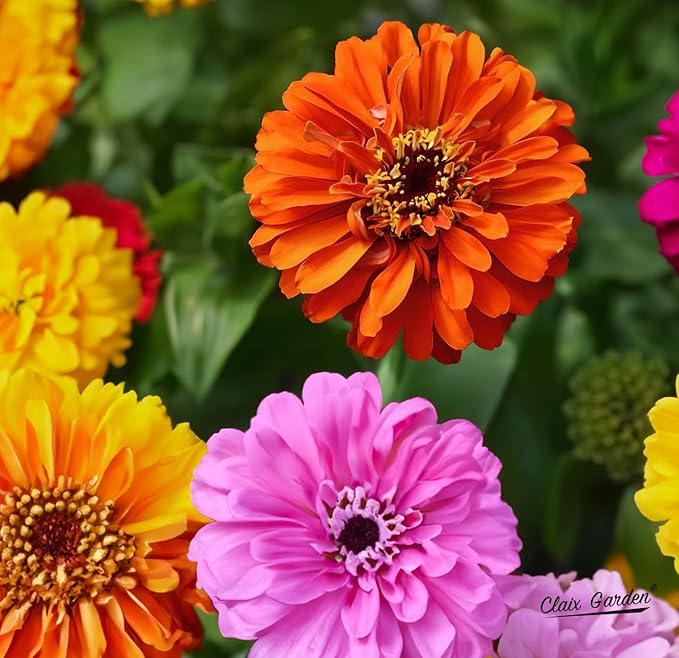 Zinnia Seeds - California Giants Mix - 4000 Seeds - Mixed Colors and Large Blooms, Heirloom Non-GMO USA Grown, Excellent for Pollinators, Annual - Vibrant Flowers for Any Home Garden
