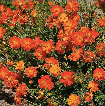 Tall Orange Crest Cosmos Seeds