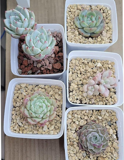 45lb Maifanitum Stones for Succulent Cactus Bonsai Decorative Rocks-Indoor Plants Soil Covers,Horticultural Gravel, Potting Pebbles for Terrarium, Fairy Gardening, Top Dressing