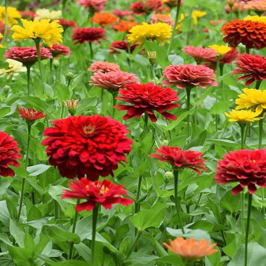 Zinnia California Giant Flower Seeds, Bulk Pack 8 Oz, 22,000+ Seeds by Seeds2Go