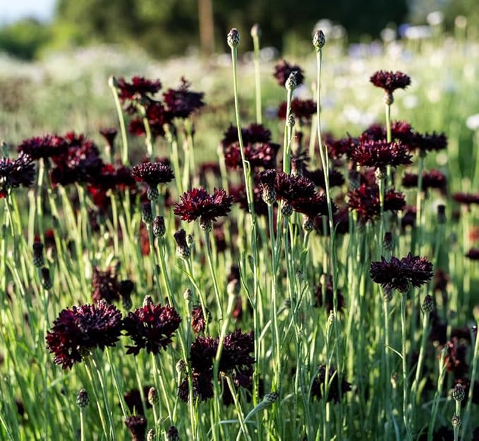 Black Cornflower 200+ Seeds to Grow Annual to Plant in Spring or in Fall Non-GMO
