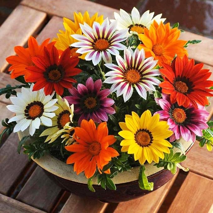 Seeds Treasure Flower Mix- Gazania - Annual Flowers for Planting - GMO Free