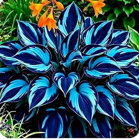 105+ Hosta Seeds Rainbow Mix for Planting,Rare Hosta Seeds Mixed Colors,Dual Use for Ground Cover & Pots, Create Cool Shaded Garden Outdoor