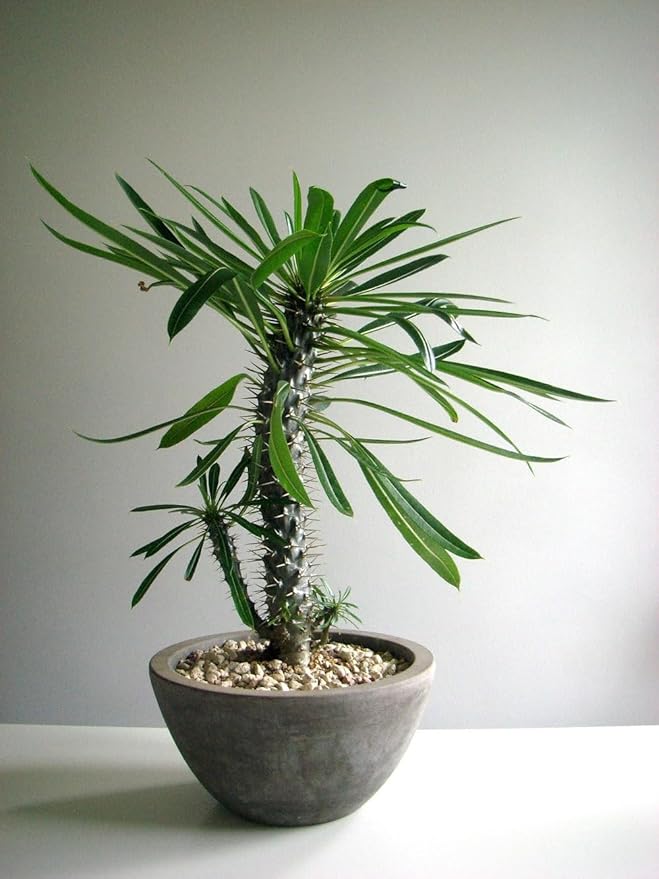 GARDENERA Madagascar Palm Potting Soil - Enhance Growth and Health with Professional Grade Nutrient-Rich Mix - 3 Quart