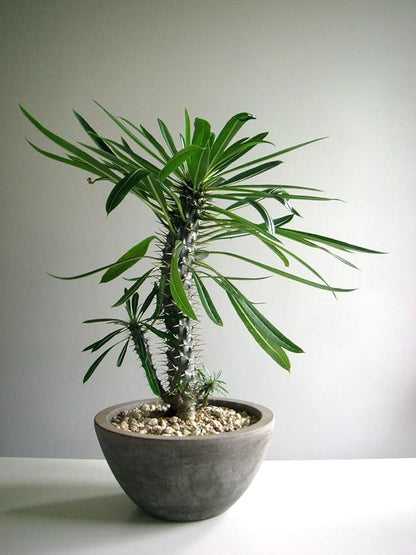 Elevate Your Madagascar Palm Oasis with Gardenera's Organic Potting Mix - Tailored for Robust Palms and Striking Form - 2 Quart
