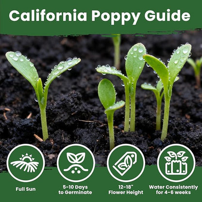 Orange California Poppy Seeds for Planting - Bulk 0.35 Ounce Packet - Over 10,000 Native Seeds - California State Flower