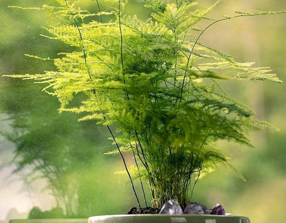 15-Pack Asparagus Plumosus Nanus Seeds – Heirloom Perennial Fern for Terrariums, Containers, Pots & Window Boxes