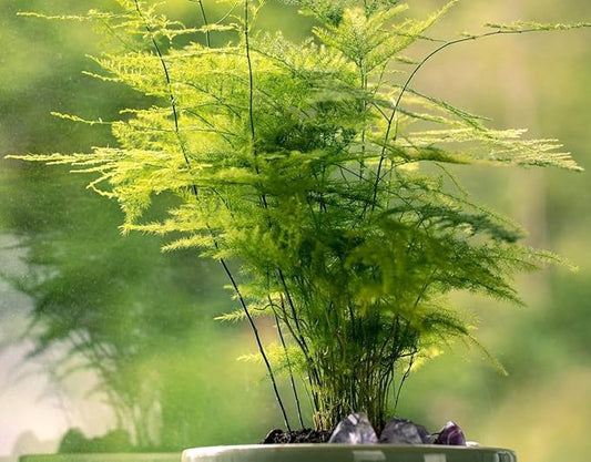 15-Pack Asparagus Plumosus Nanus Seeds – Heirloom Perennial Fern for Terrariums, Containers, Pots & Window Boxes