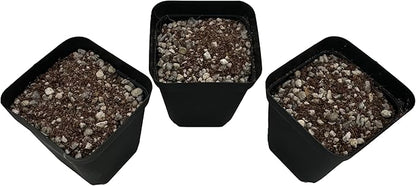 Lithops Soil Mix Perfect Potting Medium Proper Drainage Promotes Healthy Rooting Designed Specifically for Lithops (Seeding Mix 2 Quarts)