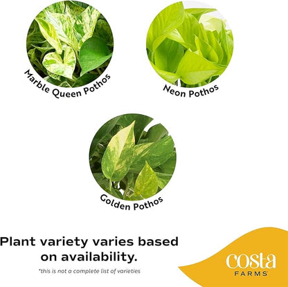 Costa Farms Pothos Live Plant, Devil's Ivy in Hanging Basket Pot, Easy to Maintain, Large Air Purifying Indoor Houseplant, Home, Room, or Office Decor, House Warming or Birthday Gift