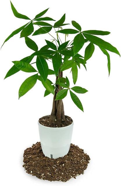 Gardenera Premium Potting Mix for Mandarin Trees - Quick Drain Soil Blend for Perfectly Rooted and Thriving Plants - 4 Quart