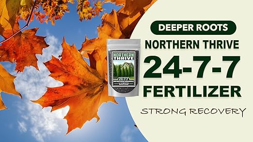 Fertilizer Commercial Grade | Northern Thrive 24-7-7 | 1 Pound | Granular Controlled Release Feed | High Nitrogen Formula for Woody Ornamentals | Shrubs Trees Foliage Growth Beds Borders Landscapes