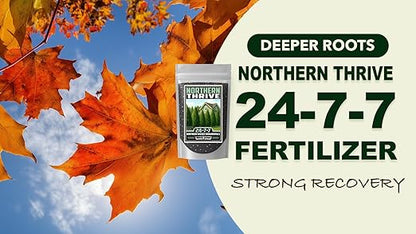 Fertilizer Commercial Grade | Northern Thrive 24-7-7 | 1 Pound | Granular Controlled Release Feed | High Nitrogen Formula for Woody Ornamentals | Shrubs Trees Foliage Growth Beds Borders Landscapes