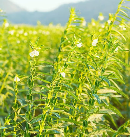 TomorrowSeeds - White Sesame Seeds - 1500+ Count - for 2026 Planting Benne Gingelly Til Simsim Ellu Shirogoma Zhi Ma Cover Crop Growing USA Asian Chinese Garden Grow Your Own Home Farm Patio Healthy