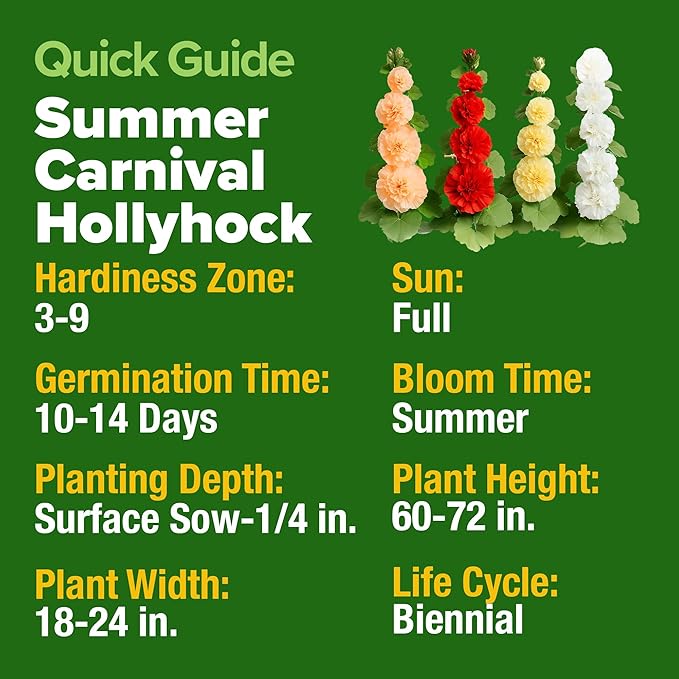 HOME GROWN Hollyhock Summer Carnival Mix Flower Seeds – Alcea Rosea, Premium Annual Flower Seeds, 1000 Seeds for Planting Flowers, High-Germination Flower Seed Bulk Pack