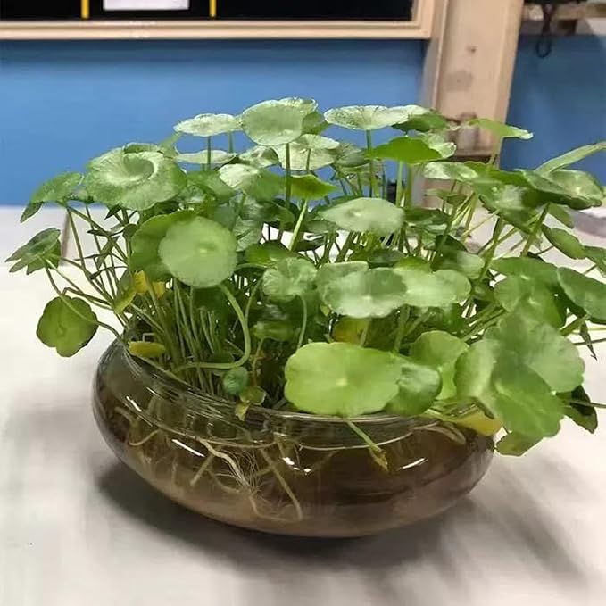 1 PCS Large Lotus Bowl Planter Round Lotus Bowl Glass Lotus Flower Bowl Lotus Bowls for Planting in Water Indoors Applicable to Bonsai Bowl Lotus Flower Hydroponic Plant Home Decor (9.8IN)