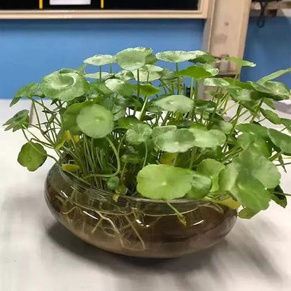 1 PCS Large Lotus Bowl Planter Round Lotus Bowl Glass Lotus Flower Bowl Lotus Bowls for Planting in Water Indoors Applicable to Bonsai Bowl Lotus Flower Hydroponic Plant Home Decor (9.8IN)